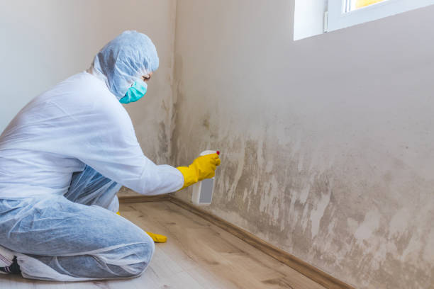 Licensed Attic Mold Remediation service in York, PA - Car Mold Remediation